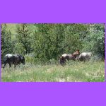 Herd of Wild Horses.jpg